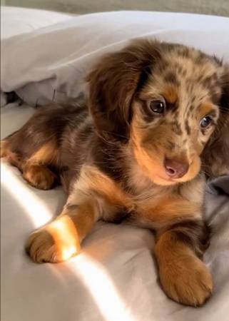 Dachshund Terrier-DOgs 1