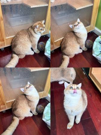 British Shorthair Rehome 1