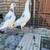 2 Homing pigeons 5 thumbnail