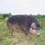 Herd of Mangalitsa Pigs 1 thumbnail