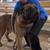 South African Boerboel 4 year old 1 thumbnail