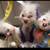 Annalee Bunnies and Ducky 3 thumbnail