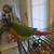 Yellowsided Greencheek Conure & Like New Cage---Talks 13 thumbnail