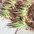 FREE Aloe plants (sm, med & lg) 1 thumbnail