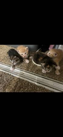 Kittenes (Portland)