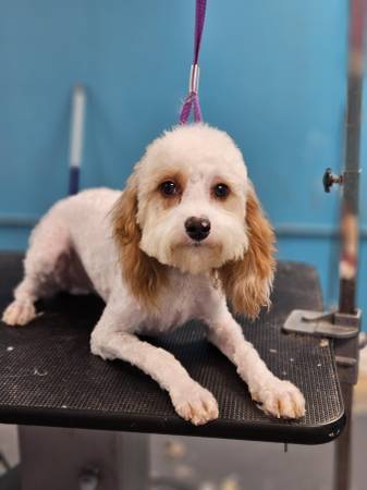 Cavapoo pups63660349864707121