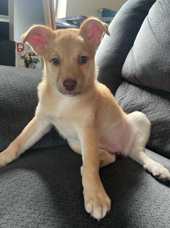 Oops litter male es ahora macho fijo cachorros mestizos de Chihuahua (Oakhurst)63859313386755122