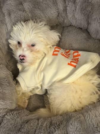 Maltipoo 6 month old puppy63959504252931120