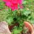 Pelargonium hortorum 2 thumbnail