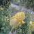 Bearded Iris 3 thumbnail