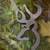 Men’s Browning belt buckle 5 thumbnail
