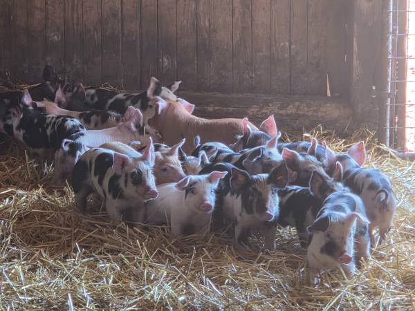 Piglets 1