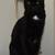 Amazingly adorable black kittens for adoption 1 thumbnail