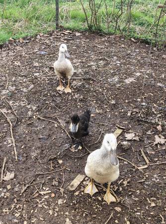 Ducklings 1