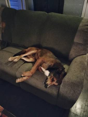 Missing my dog (Lindale tx)64037622148354120