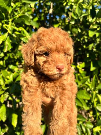 Toy poodles (Santa Monica)63829968163075121