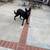 Dog 6 thumbnail