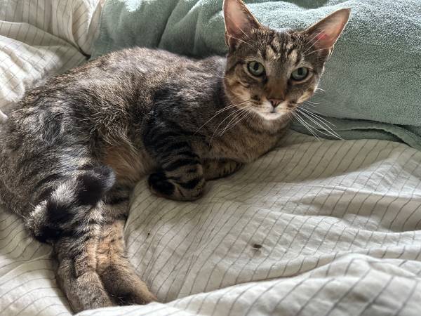 LOST CAT ($500 REWARD) near 24th Ave and E. Pine St. 98122 (Central District/cap hill)64141789433475121