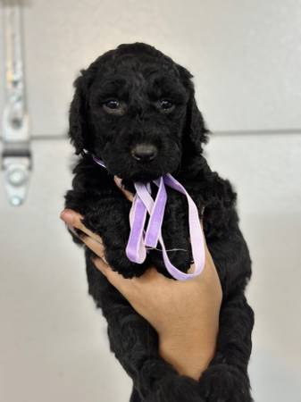 Rehoming goldendoodles63945411969539123