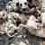 Dalmations 1 thumbnail