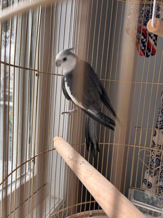 Cockatiel (Yorktown)63850156251393122
