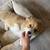 Pembroke Welsh Corgi 4 thumbnail