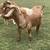 Dapple boer goats 8 thumbnail
