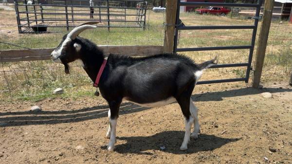 Registered Lamancha Billy goat 1