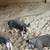 Piglets 2 thumbnail