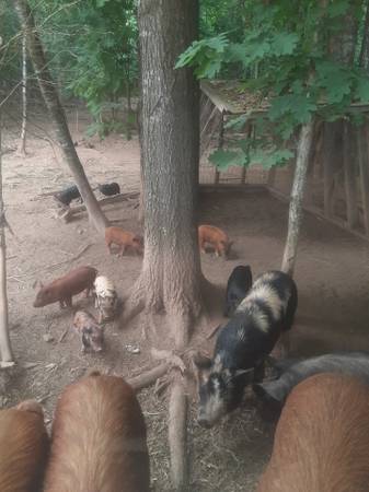Piglets and a couple larger pigs 1