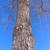 Tree removal, Tree Trimming, Tree Service 15 thumbnail
