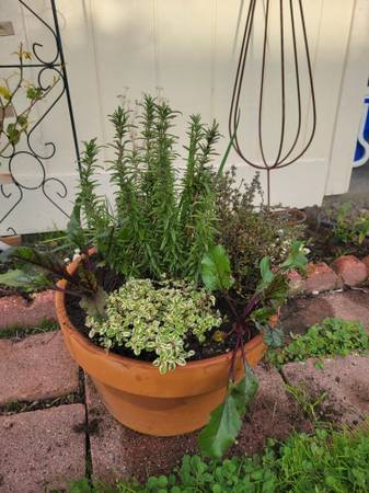 Large   succulent ,herb pot 1
