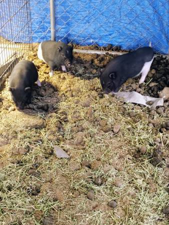 Baby pigs 1