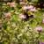 Native Plants, Perennials, Trees & Shrubs 3 thumbnail
