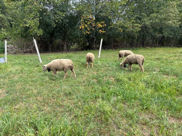 5 Southdown Ewes (sheep) & 1 Dorper Ram (Harvard)63700641488769122