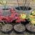 Bonsai Starter Plants - Pomegranates, Juniper, Maples & more 21 thumbnail