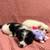 PUPPYS FOR SALE 2 thumbnail