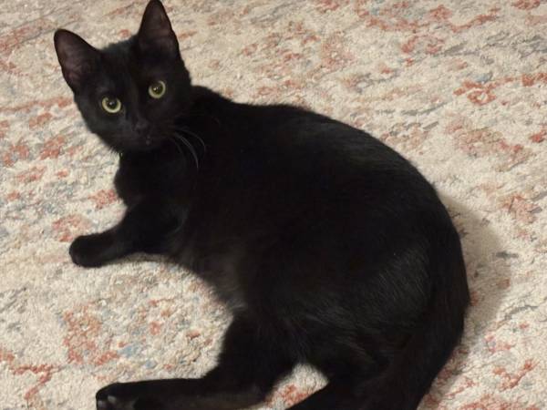 Free cats (Maricopa)63905905561474122