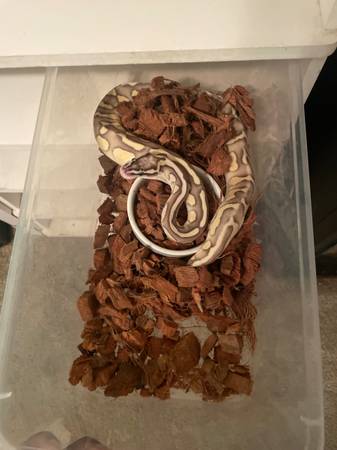 Ball pythons63907416735874121