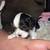 Male cavalier king charles spaniel puppy 2 thumbnail
