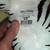 ZEBRA Decoration Black White Mantle Self Standing Vintage 2013 6 thumbnail
