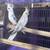 Cockatiels 1 thumbnail