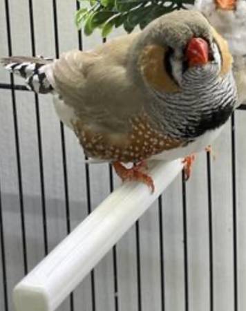 Large English Zebra Finches (Brooklyn)63875423465217120