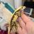 Creamy lavender crested gecko 1 thumbnail
