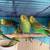 Parakeet 3 thumbnail