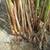 Papyrus bare-root(Cyperus papyrus) 2 thumbnail