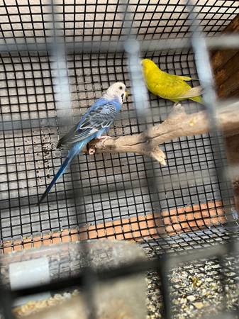 Parakeet (hayward / castro valley)