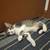 Kitten male 2 thumbnail
