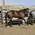 2 yo Bay Mare Horse 7 thumbnail