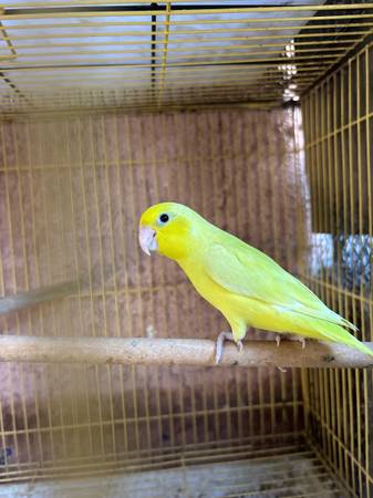 Parrotlet 1